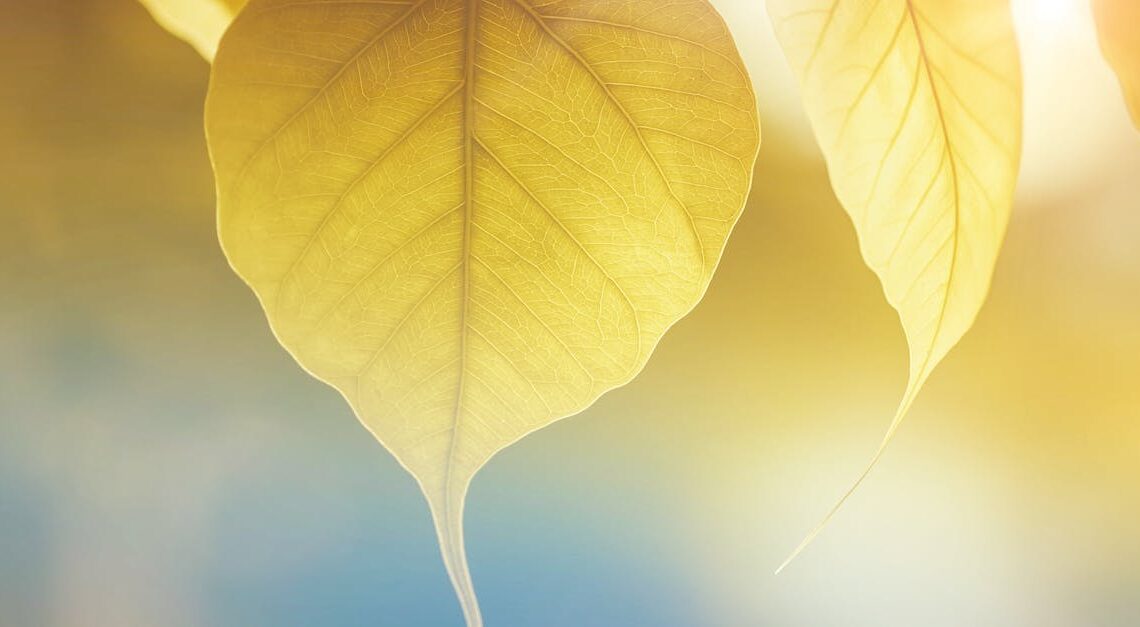 découvrez tout sur la lumière du soleil : ses bienfaits, son impact sur la santé, et son importance pour notre quotidien. guide complet sur le sunlight !